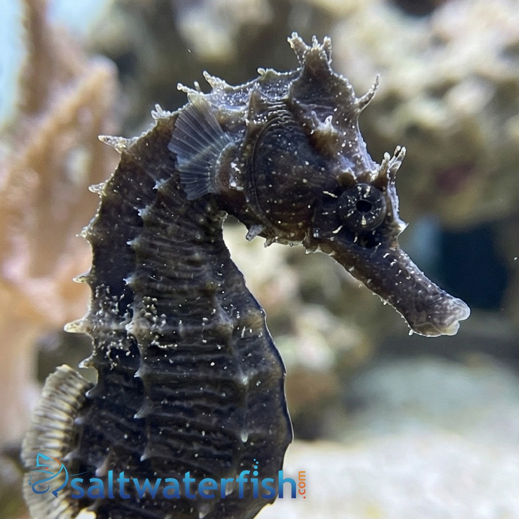 Erectus Seahorse: Male - Captive Bred