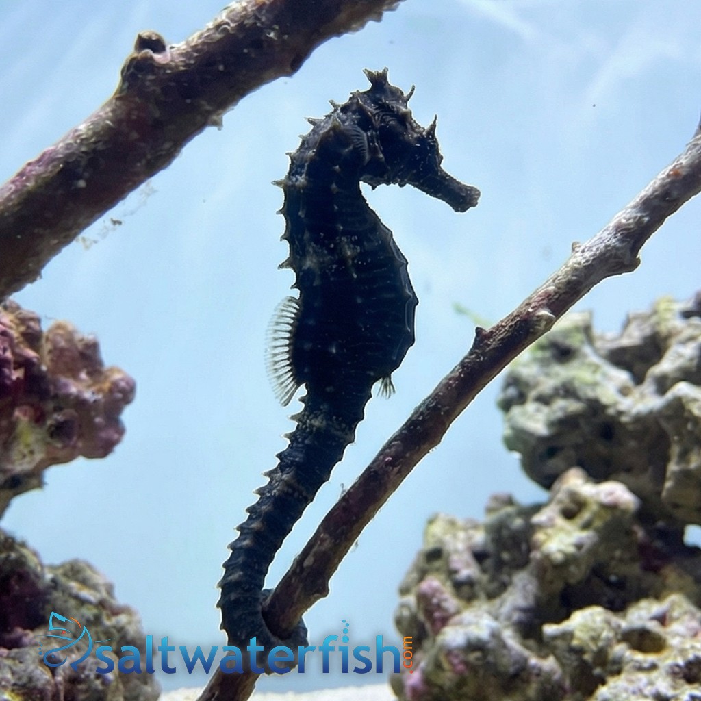 Erectus Seahorse: Male - Captive Bred