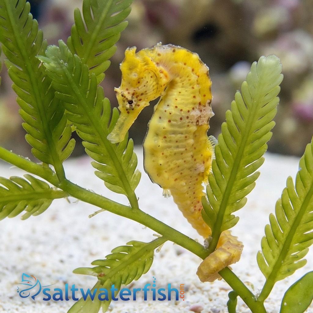 Erectus Seahorse - Captive Bred