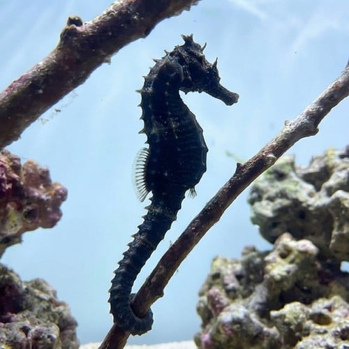 Erectus Seahorse - Captive Bred