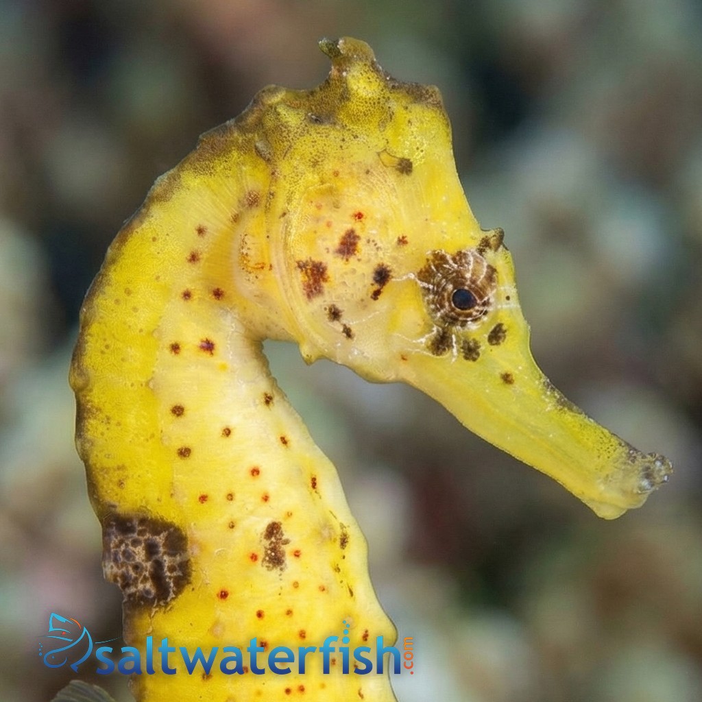 Estuary Kuda Seahorse - Captive Bred