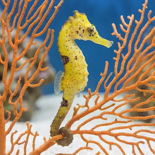 Estuary Kuda Seahorse - Captive Bred