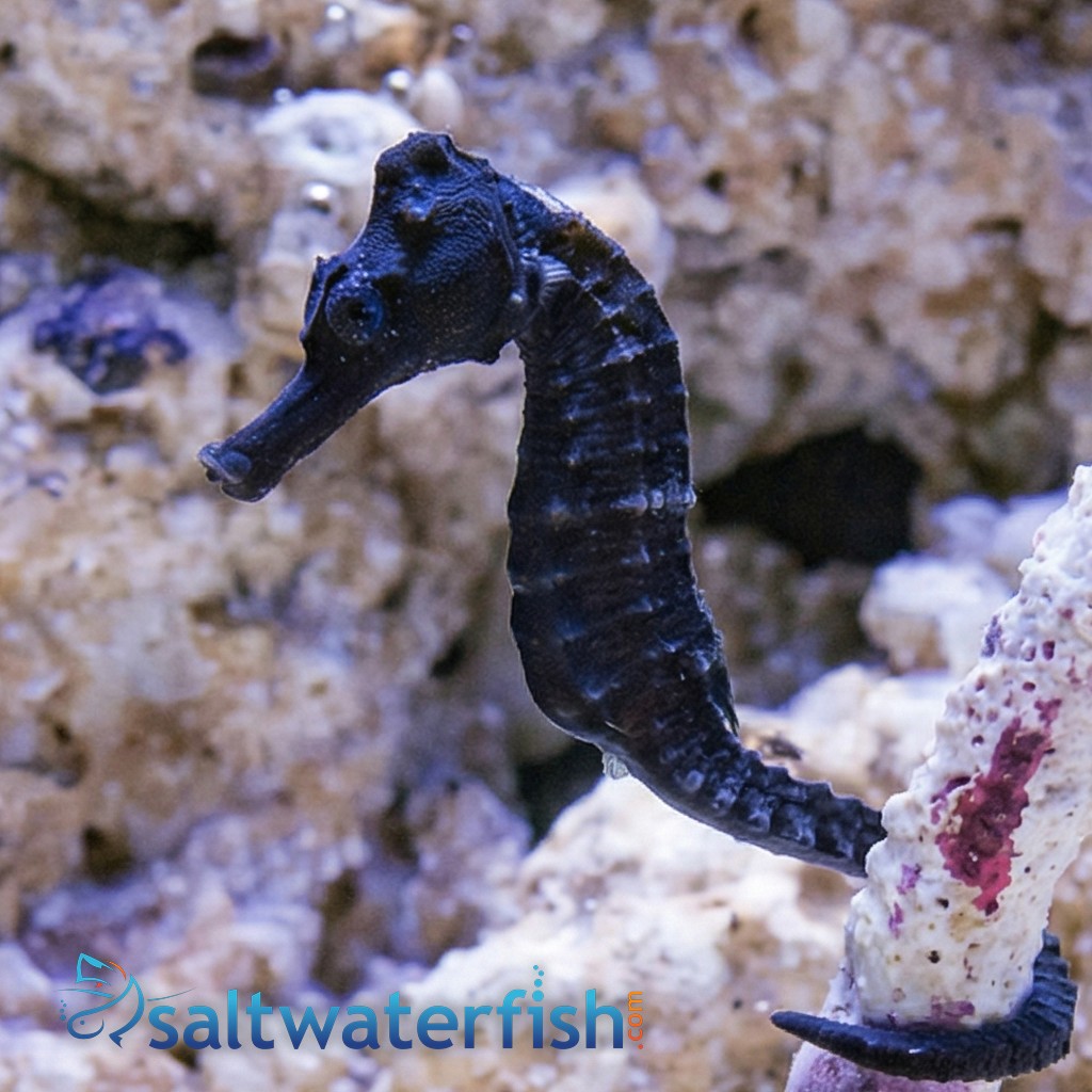 Reidi Seahorse: Brazilian Longsnout - Captive Bred