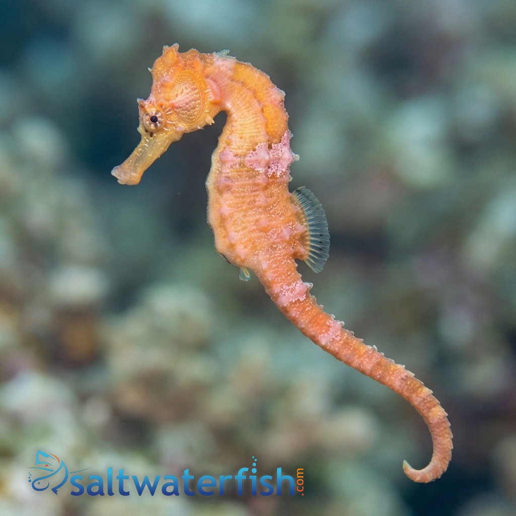 Reidi Seahorse: Brazilian Longsnout - Captive Bred