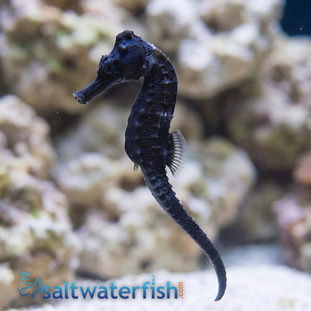 Reidi Seahorse: Brazilian Longsnout - Indo Pacific