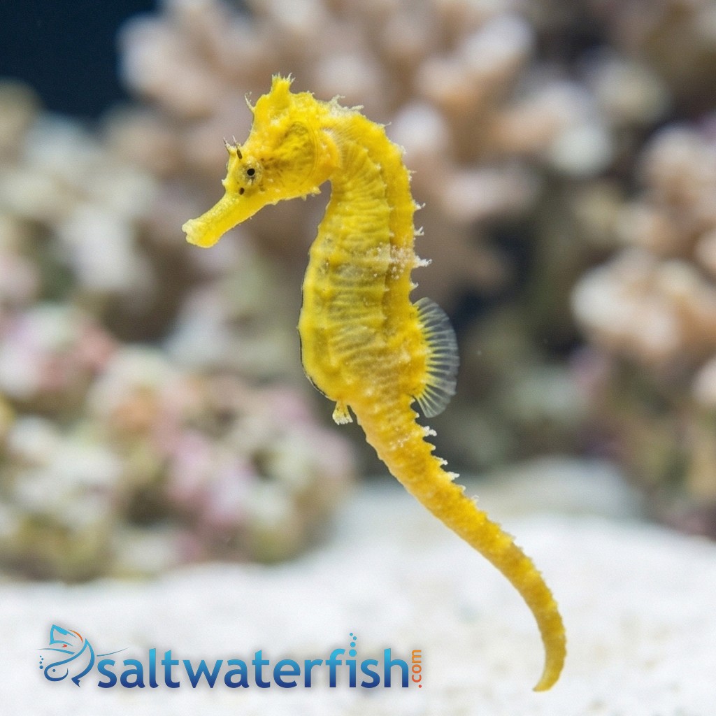 Reidi Seahorse: Brazilian Longsnout - Indo Pacific