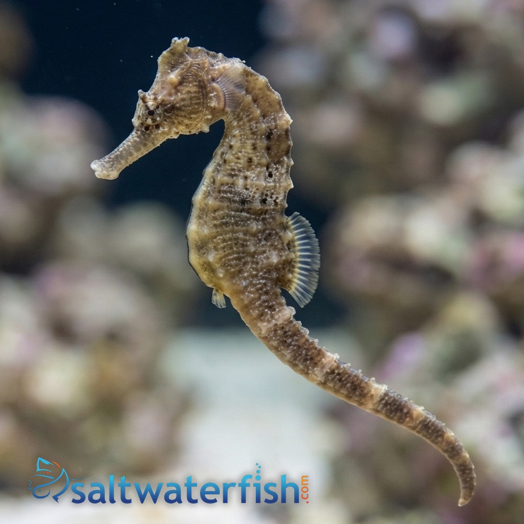 Whites Seahorse 