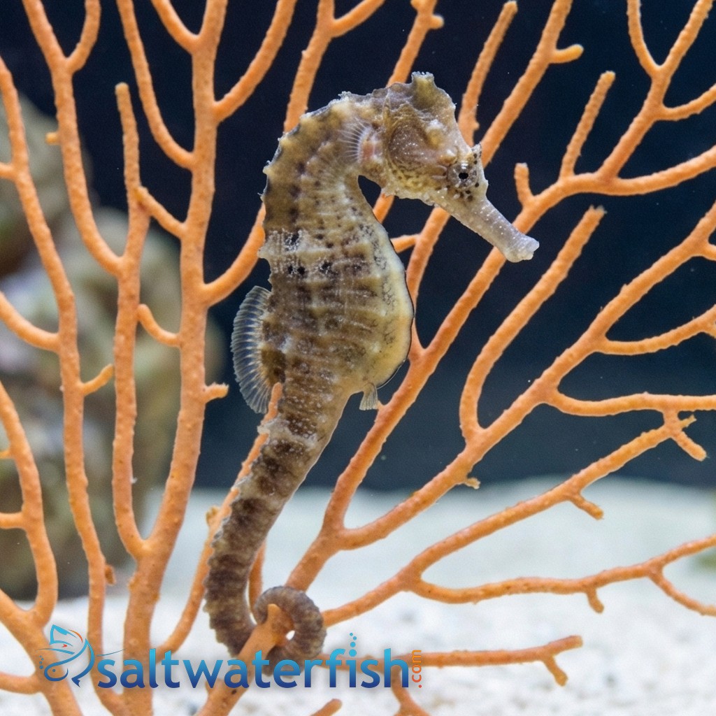 Whites Seahorse 