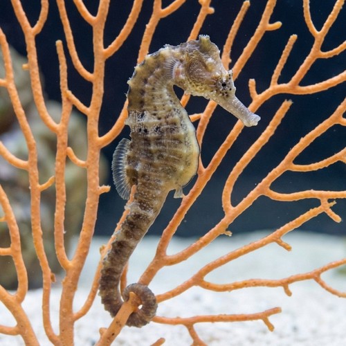 Whites Seahorse 
