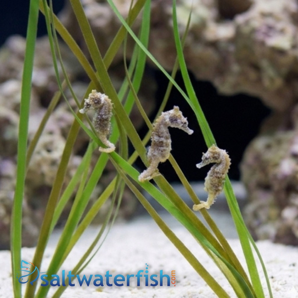 Dwarf Seahorse