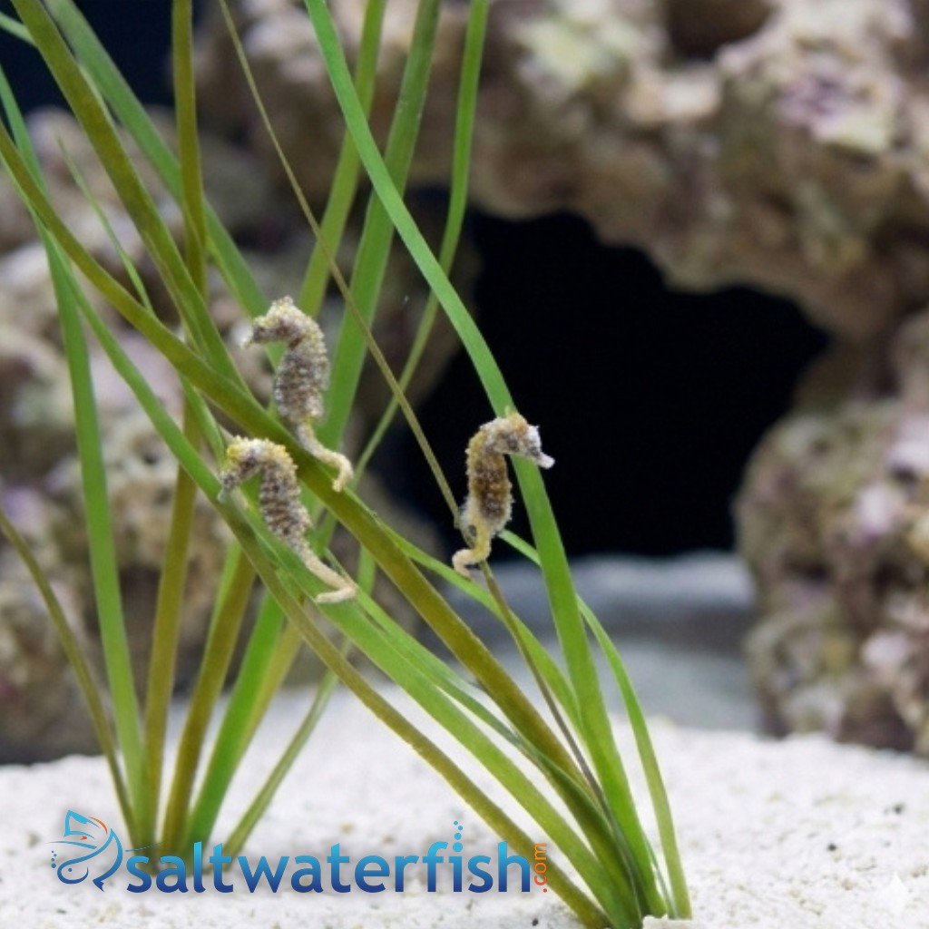 Dwarf Seahorse