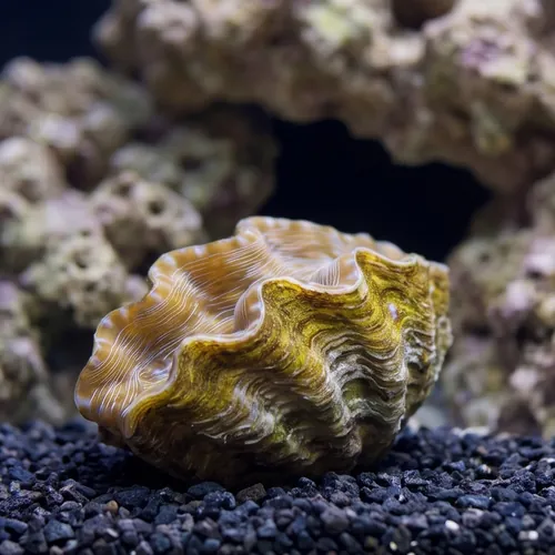 Hippopus Clam - Aquacultured