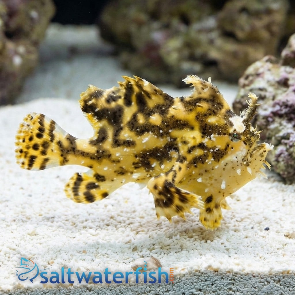 Sargassum Angler