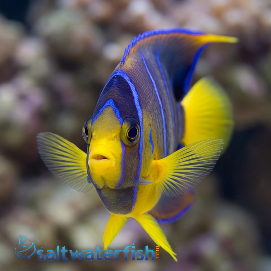 Queen Angelfish