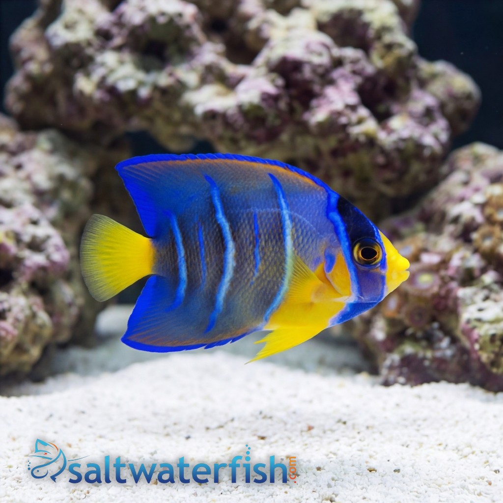Queen Angelfish