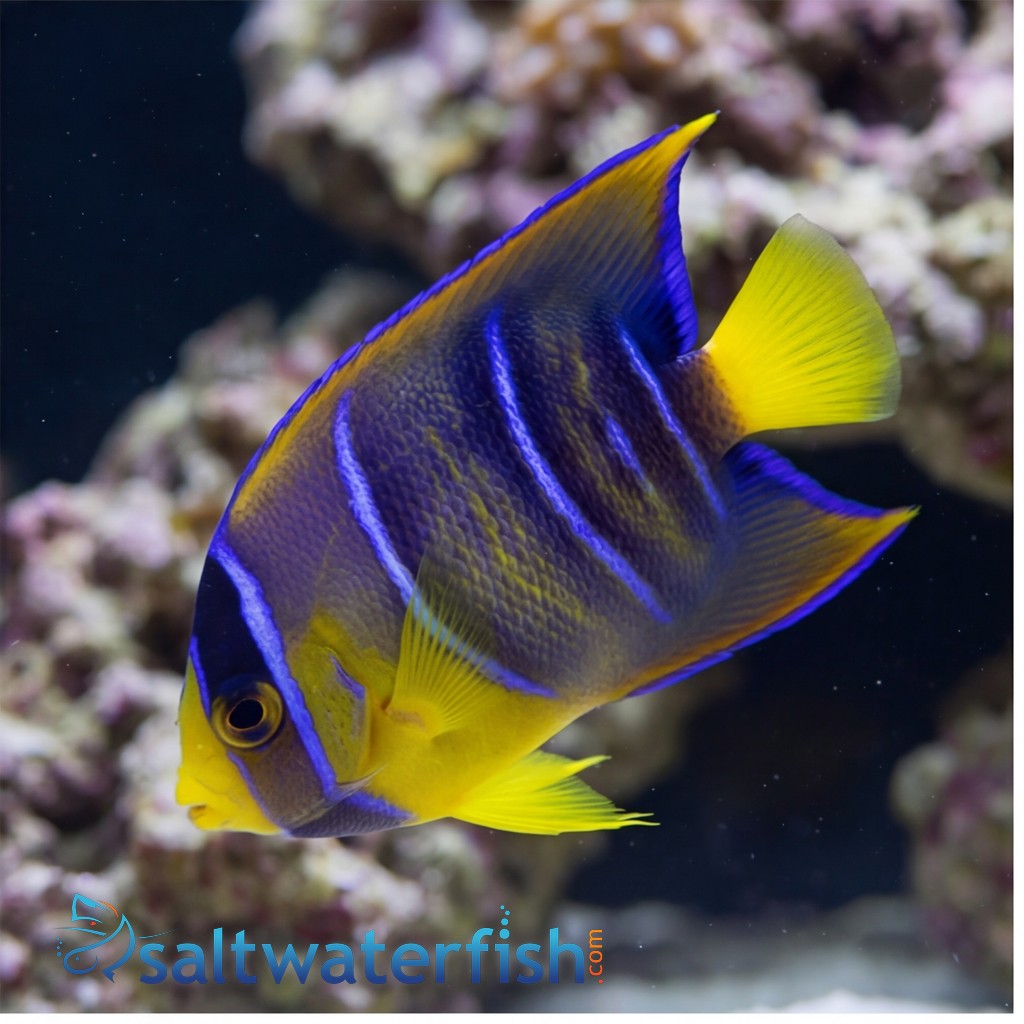 Queen Angelfish