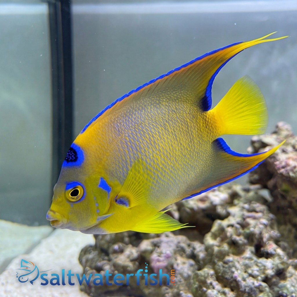 Queen Angelfish