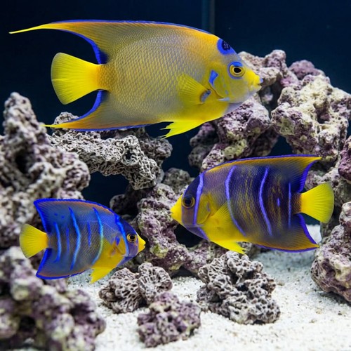 Queen Angelfish