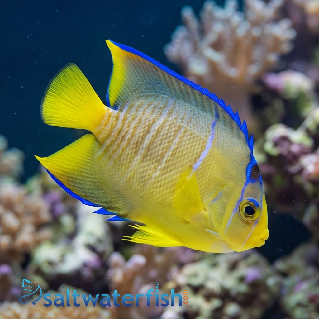 Blue Angelfish