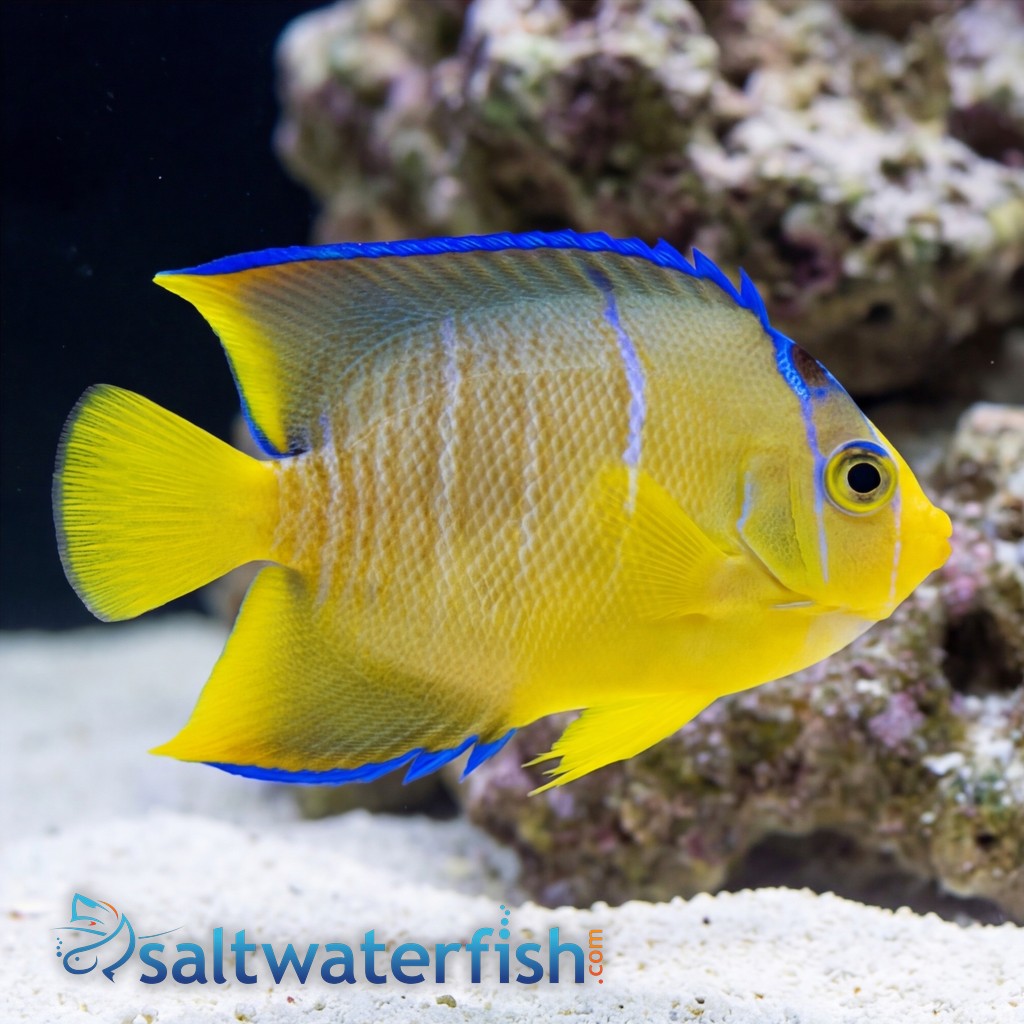 Blue Angelfish