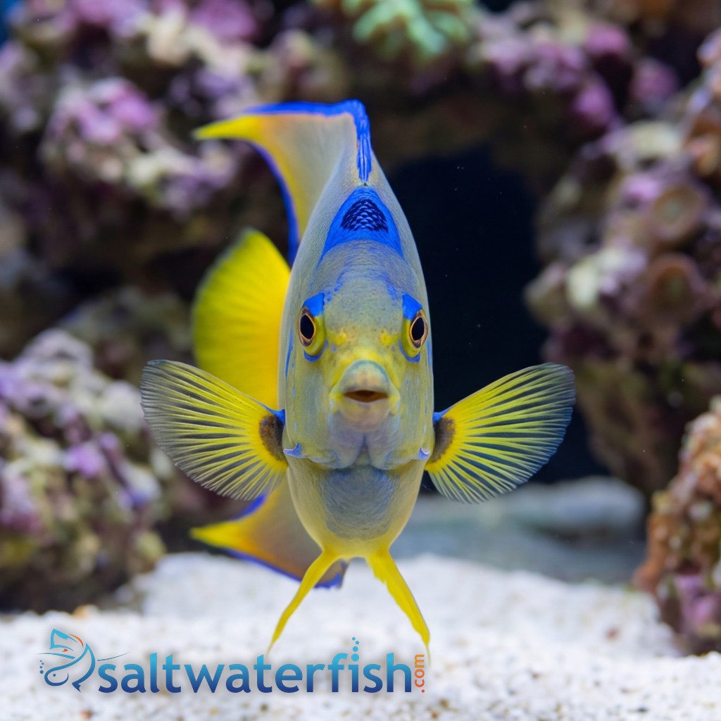Blue Angelfish