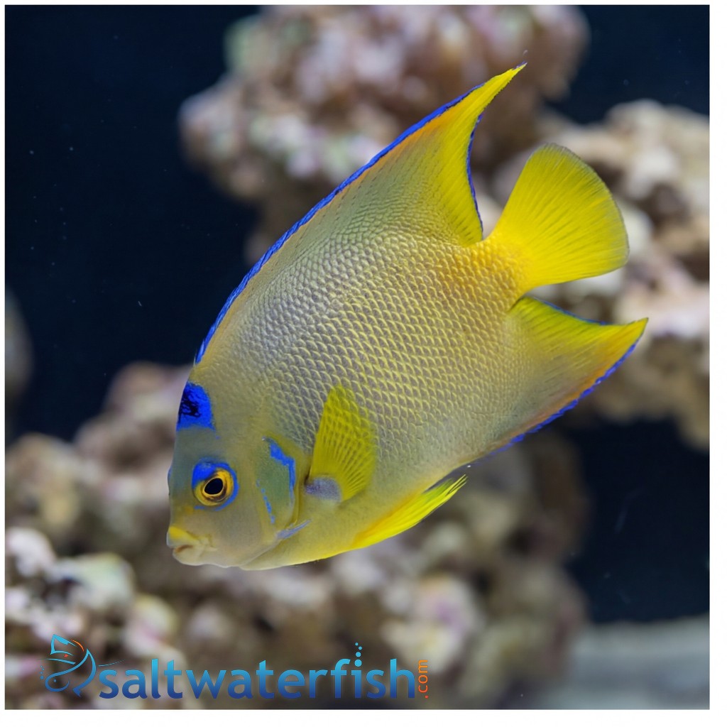 Blue Angelfish