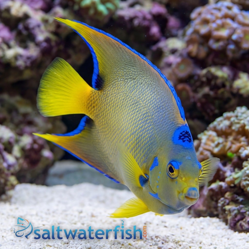Blue Angelfish