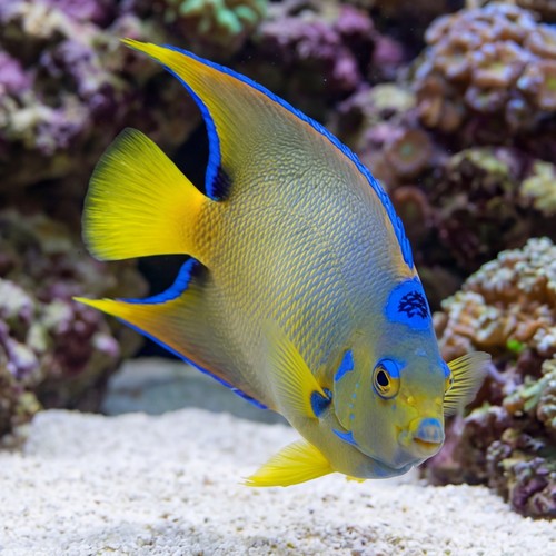 Blue Angelfish