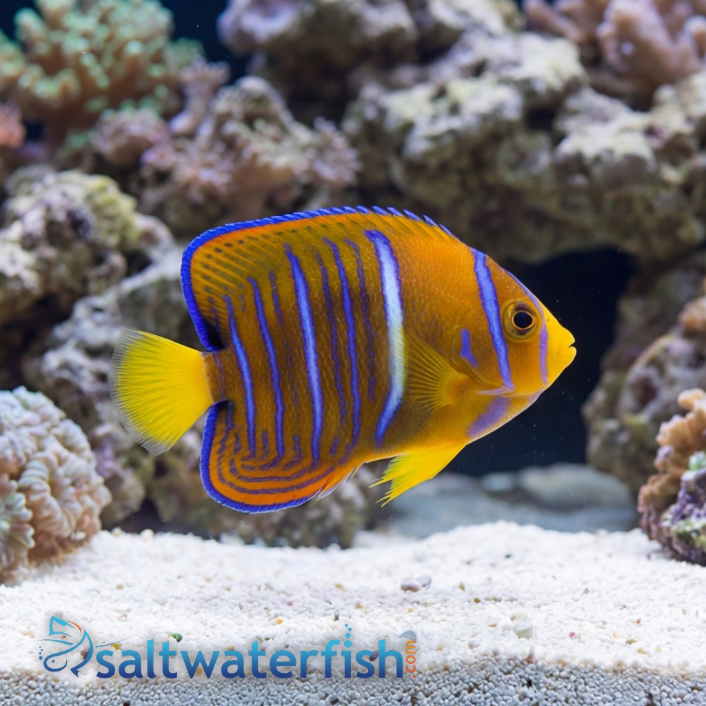 Passer Angelfish