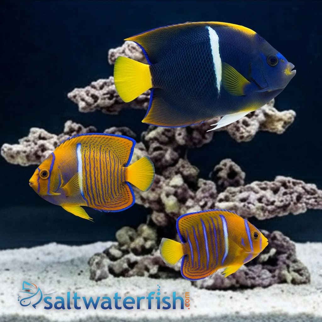 Passer Angelfish