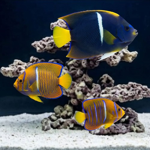 Passer Angelfish