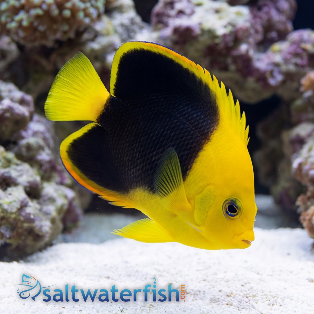 Rock Beauty Angelfish