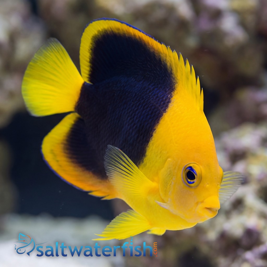 Rock Beauty Angelfish