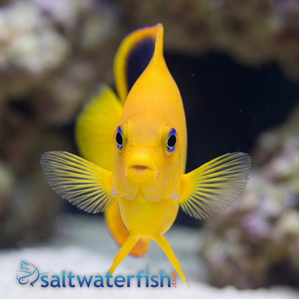 Rock Beauty Angelfish