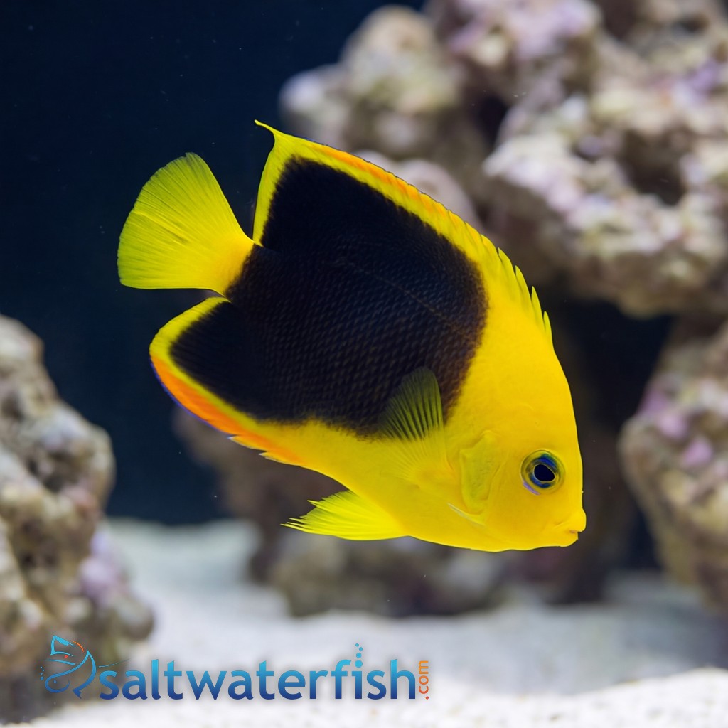 Rock Beauty Angelfish