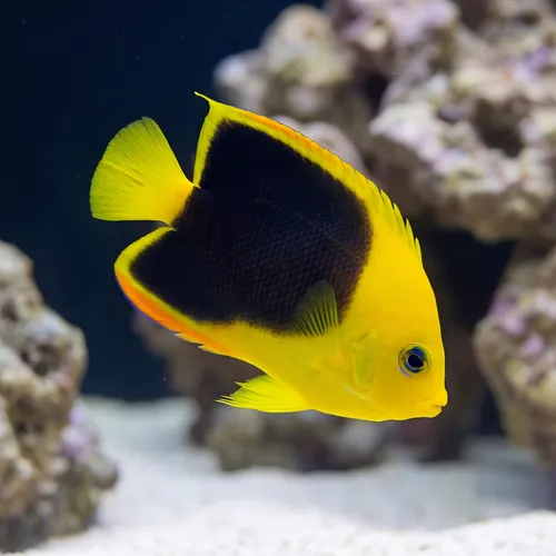 Rock Beauty Angelfish