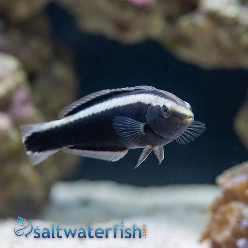 Ringed Wrasse