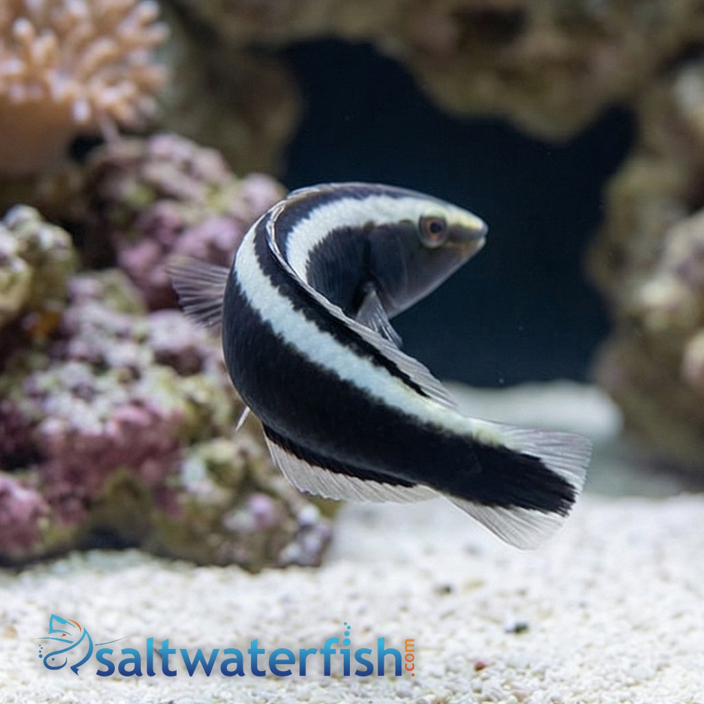 Ringed Wrasse