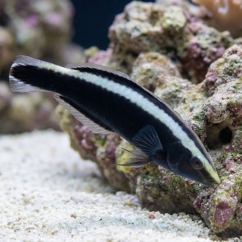 Ringed Wrasse