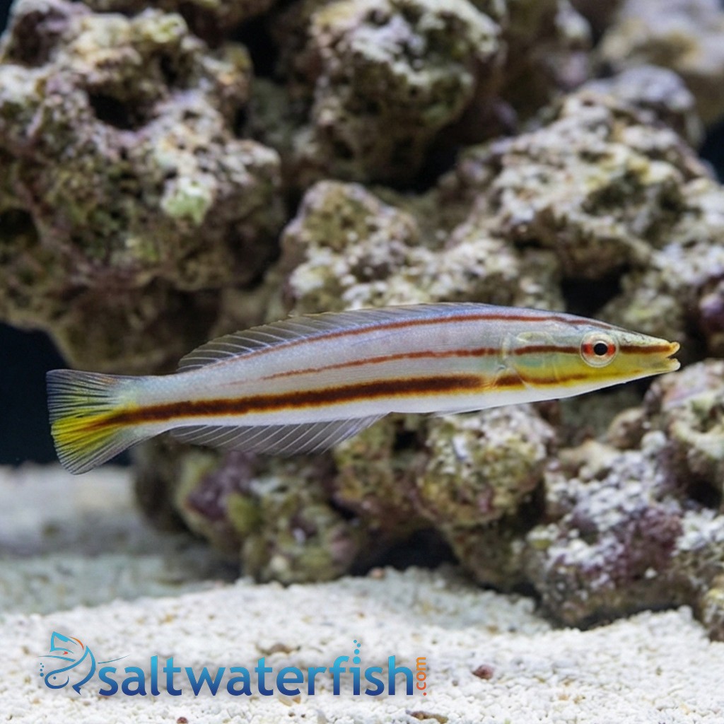 Pastel Slender Wrasse