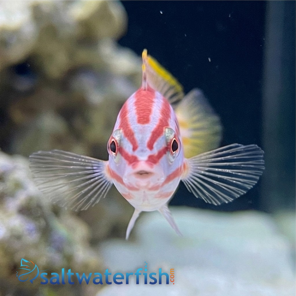 Red Cigar Wrasse