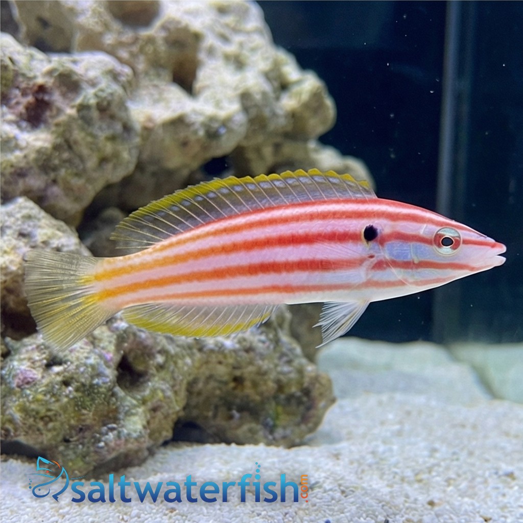 Red Cigar Wrasse