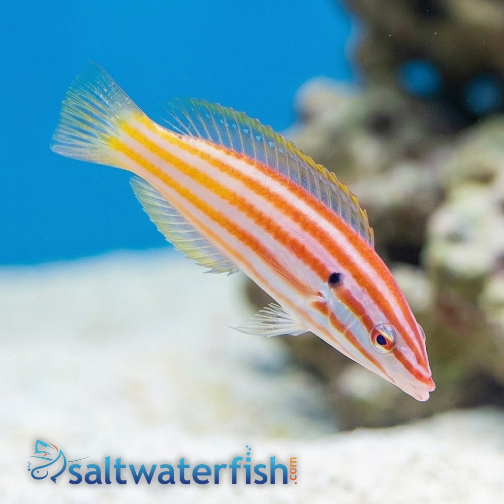 Red Cigar Wrasse