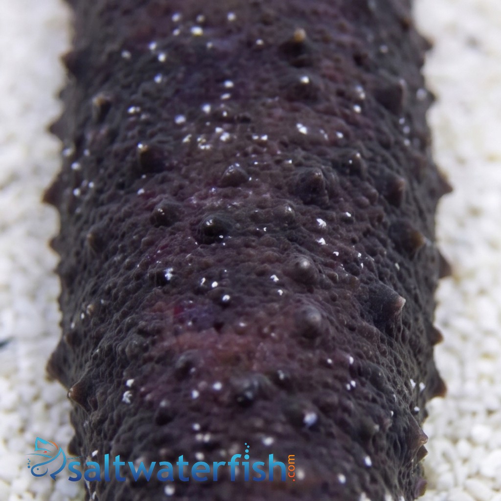 Black Cucumber