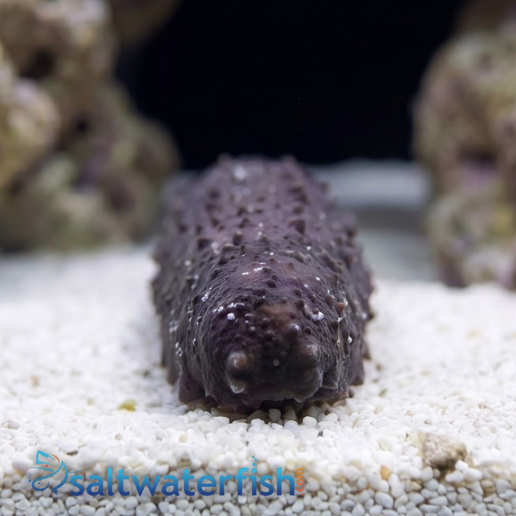 Black Cucumber