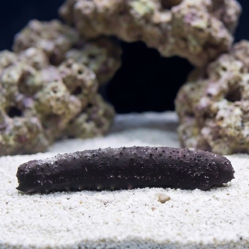 Black Cucumber