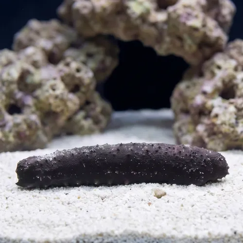 Black Cucumber