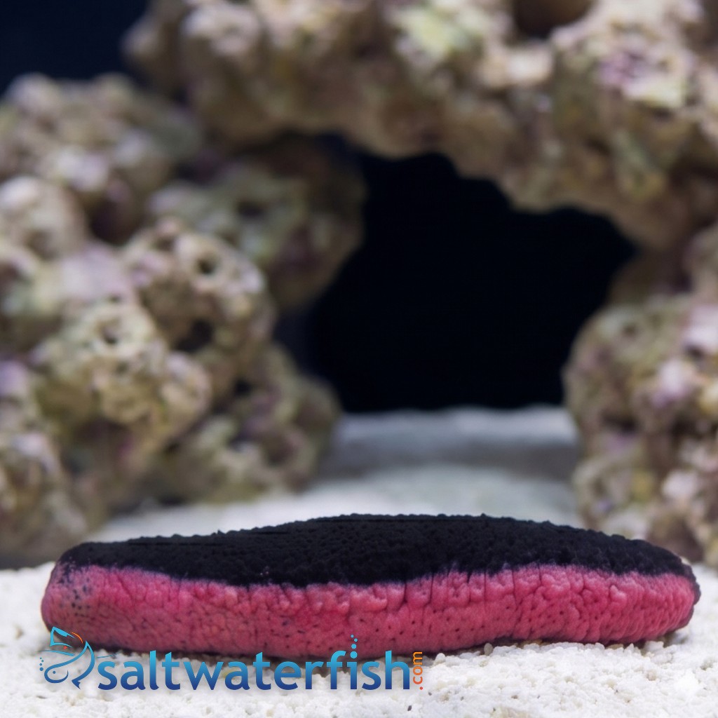 Pink and Black Cucumber - Indian Ocean