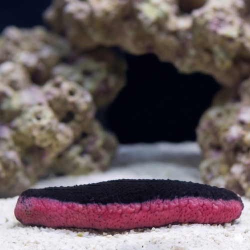 Pink and Black Cucumber - Indian Ocean