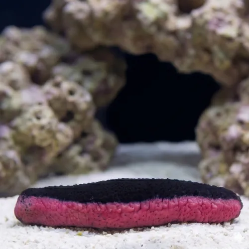 Pink and Black Cucumber - Indian Ocean